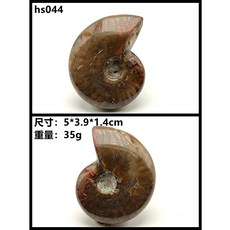 암모나이트화석 화석 천연 마다가스카르 고대 해양 교육용품 수집용품 교육재료 수집 암모나이트 장식품 공룡화석 장식용품 표본 광물 실물, 연두색 hs044