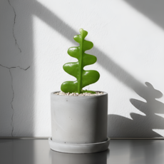 피쉬본 생선뼈 선인장 키우기 인테리어식물, 세라믹(받침포함)