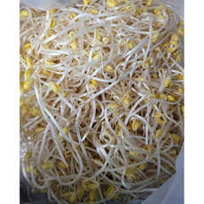 100% 국산콩 콩나물 무농약 친환경, 1개, 1kg