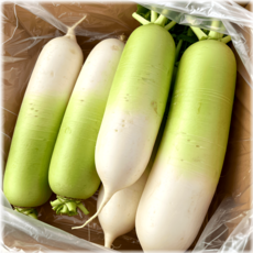 수분가득 국내산 세척 월동무 무게선택, 1개, 무 18~20kg