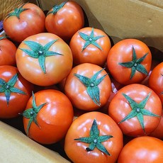 <과일싸다구> 완숙 찰 토마토 쥬스용 대저토마토 짭잘이토마토, 대과5kg, 1개