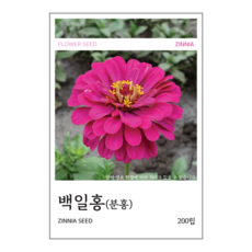 새싹바라기 백일홍(분홍) 씨앗 200립, 1개