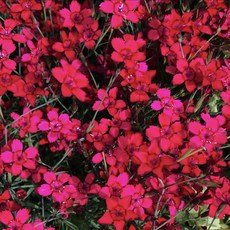 노지 월동 야생화 장백 패랭이 노을 레드 9cm 봄꽃 패랭이 모종 노지월동 지피식물, 1개