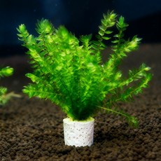 미미네아쿠아 활착 여과재 버드나무 모스 여과링, 1개