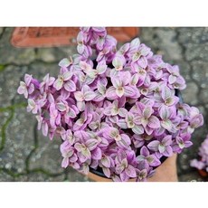 (떡잎상가) 핑크레이디 달개비 미니달개비 10cm포트, 1개