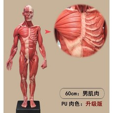 미술 드로잉 해부학 미니어처 인체 모형 피규어, J. 60cm 남성 근육 PU 살색