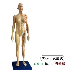 模型桃園出貨30cm全身人體結構仿真模型美術生繪畫臨摹kwoyu, 女皮膚：pu+abs仿古：美院版, 1個