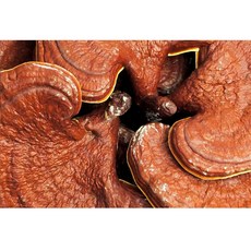 영지버섯통 / 국내산 (500g)