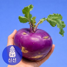 [환불보장] 재구매율1위 제주 콜라비 로얄과 특품만, 1박스, 2kg