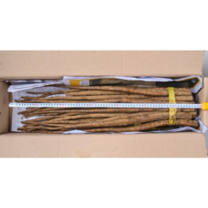 오빠연근 안동 우엉 중품 2kg 4kg, 1박스, 생우엉 2kg