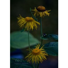 (영문도서) You: A collection Paperback, Lulu.com, English, 9781445284613