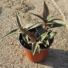 (쏘어링팜) 비올라시(비올라쉬) 지름 9cm 소품화분 (상토와 마사만 사용), 1개, 상세페이지 참조