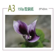 150磅 雪銅紙 A3-100張, 1個
