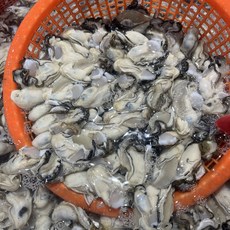 통영해품 산지직송 최상급 생굴 햇굴 500g부터~, 1개, 500g