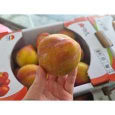 [선착순100박스 한정특가!] 국내산 햇자두 홍로센자두 후무사 포모사 추희자두 왕자두 대과 1kg 2kg, 1개, 하우스자두1.5kg대과(20-40과)