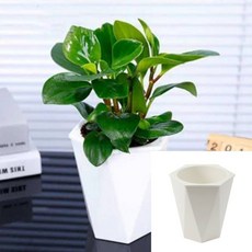 자동급수 화분 20x20cm 식물화분 사무실화분 chl+760Yw