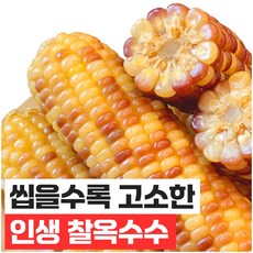 푸드지 손질세척 담백한 홍찰 옥수수, 30개