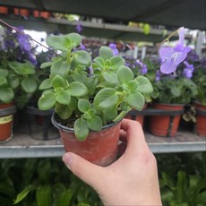 삭소롬 보라꽃 삭소름 생화 꽃모종 화단 정원 에이피플랜츠, 2개, 기본