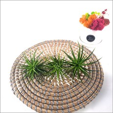 들꽃향기 공중식물 에어플랜트 틸란드시아 인테리어 공기정화 화분식물, 틸란(이오난사루브라)1+1+1, 1개