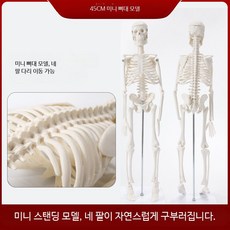 성인 근골격 구조 전신 해골 모델 분리형 요가 교육 도구 A_45cm 뼈대 모델, 1개