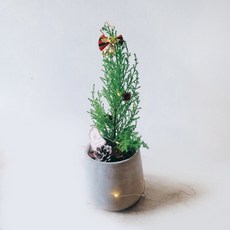 盆空間 質感小聖誕樹 辦公室桌面擺飾, 土壤+植物+3.5吋水泥盆+底盤