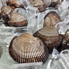 국내산 남해안 피조개 피꼬막 1kg, 1개, 피꼬막3kg