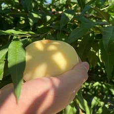 일등농수산 산지직송 프리미엄 설아 겨울복숭아, 1개, 정품 소과 500g 2-4과