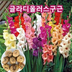 네덜란드검람구근 글라디올러스구근혼합, 10개