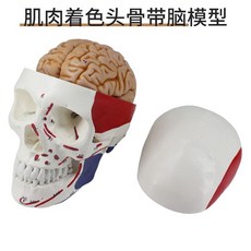 두개골 경추 모형 과학실 목뼈 교육 실습 머리뼈, 근육은 뇌를 가지고 두개골을 색칠합니다