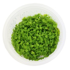 미미네아쿠아 무균 조직 배양수초 - 미크란테뭄, 1개