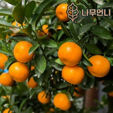 귤나무 묘목 결실주 나무언니, 감귤(귤) 7치화분 결실주, 1개