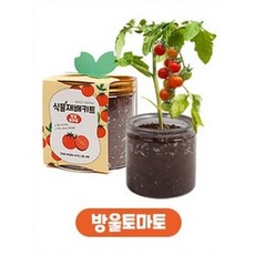 프레이브로스 반려식물재배키트 미니화분 DIY화분 식물키트 1세트(3개), 1SET(3개), 방울토마토