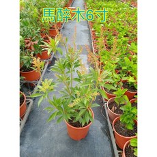 霏霏園藝馬醉木盆栽 4吋庭院植物 易於種植 美化環境, 6吋240