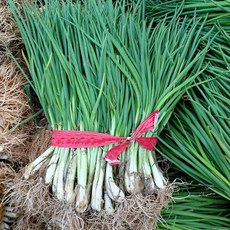 쪽파 당일생산 깐쪽파, 1개, 1kg