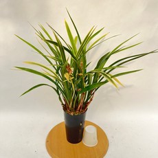 동양란 황룡관 고급동양란 난초 공룡꽃식물원, 1개