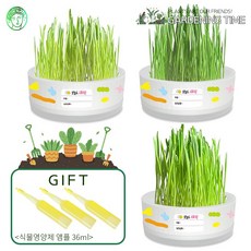 오늘도새싹 반려 식물 키우기 캣그라스 3종세트 / 밀 보리 귀리 수경재배 가드닝 미니정원 모종키우기 텃밭가꾸기세트