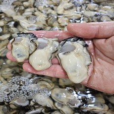 통영 산지직송 당일경매 작업 생굴 깐굴 최상급 중대굴 1kg, 1개, 생굴 1kg