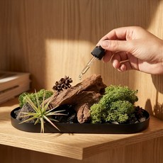 지센트 아로마 테라리움 스톤 디퓨저 10ml 세트, 1개, 프리지아 블랑쉬