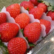 삼례딸기 금실딸기 금실 하우스딸기 생딸기 딸기 대2KG, 1개, 2kg