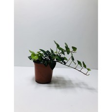 하트아이비화분 2개