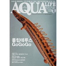 2025년 아쿠아라이프 10월호 [폴립테루스 GoGoGo], 단품, 단품