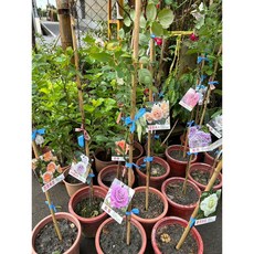 霏霏園藝 進口樹玫瑰 多品種可選 (紅色 粉色 陸式卡) 嫁接樹玫瑰 6-7吋盆, 1個