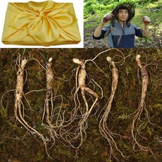 천봉산삼 7년근 5뿌리 산삼 장뇌삼 산양삼 산양산삼 야생산삼 자연산 설 추석 선물세트, 1개, 30g