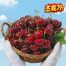 (특가구매)고당도 체리 체리 프리미엄체리 생체리, 1개, 500g (대)