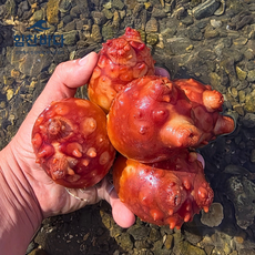 [제철특가] 통영 활멍게 산지직송, 1세트, 3kg 가성비