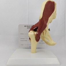 골반모형 장요근 인체모형 요추 추간판 신체 엉덩이 모형 교육 허리 교구, 4. 고관절 밴드 근육 모형