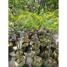 霏霏園藝 嫁接藍花楹 (早開花) 7吋盆 約一年開花