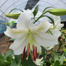 [나은식물원]14.[백합] 카사블랑카-2구(향)