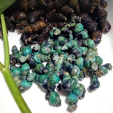 청정한 동강에서 잡은 자연산 깐다슬기, 자연산 깐다슬기 200g, 1개