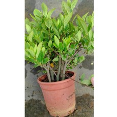 爆根滿盆加倍特濃郁新品種特大牡丹梔子花盆栽-香濃水梔子大朵重瓣雀舌葉瓣大葉, 1個, 5吋(至少3根3MM以上)